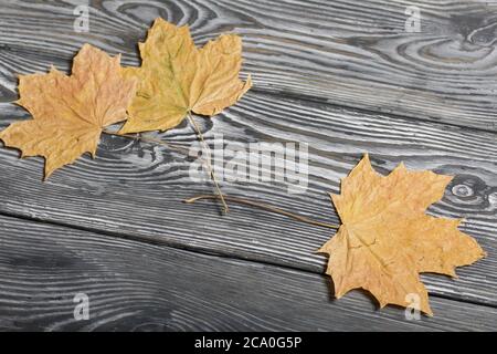 Dried maple leaves. On black pine planks. Stock Photo