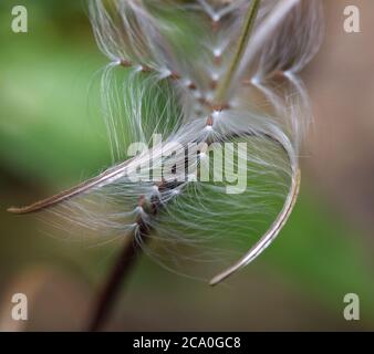 old mans beard seed heads Stock Photo