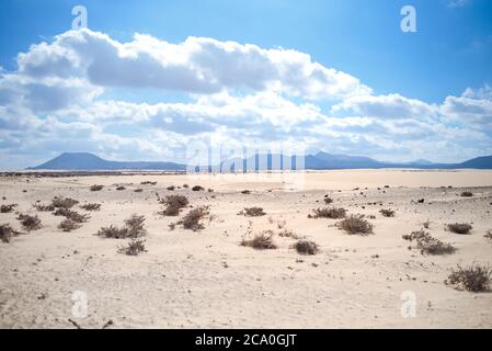 plant in the desert - conceptual photo for growth in adverse conditions Stock Photo