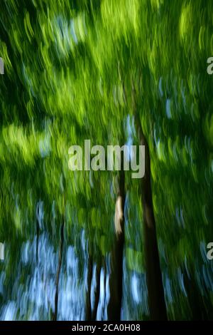 Looking up through a green tree canopy using a long exposure with movement to create a vertical motion blur effect nature background. Stock Photo