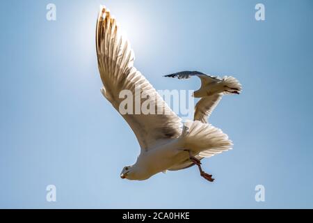 Looking up at two seagulls in flight, against a blue sky Stock Photo
