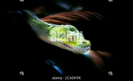 Morelia viridis, Snake Green tree python Stock Photo