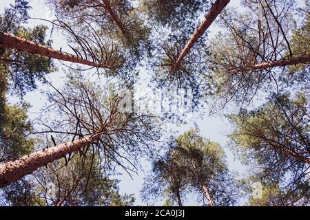 Tall pine trees against blue sky Stock Photo