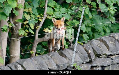 Male dog fox with food for the cubs