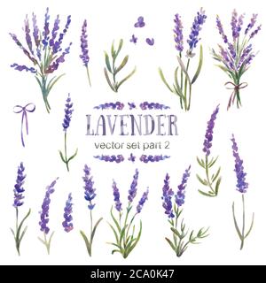 Set of vector illustrations of lavender. Watercolor hand-painted. Flowers, branches and bouquets of lavender. Provence Stock Vector