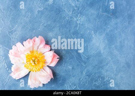 Peony flower greeting card background for mother or womans day. Vintage style. Top view. Stock Photo