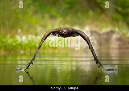White-tailed eagle (Haliaeetus albicilla) is a very large species of sea eagle widely distributed across temperate Eurasia. Stock Photo