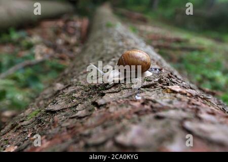 Snail crawls on fallen log in the forest Stock Photo