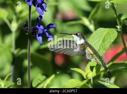 Portrait of Ruby-throated Hummingbird ( Archilochus colubris) in flight ,feeding from Black and Blue hummingbird Sage in summer,Canada Stock Photo