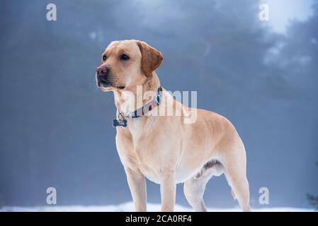 Labrador retriever puppy dog in the winter. Stock Photo