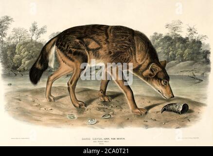 Texas red wolf (Canis lupus rufus) by John Woodhouse Audubon Stock Photo