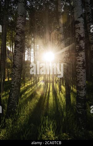 Portrait view of crepuscular Rays breaking through aspens Stock Photo
