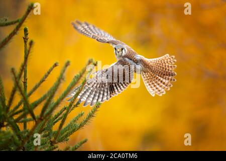 American kestrel (Falco sparverius) is the smallest and most common falcon in North America. Stock Photo