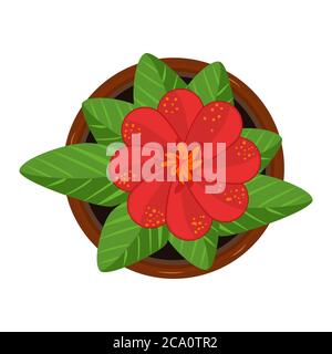 Flower in pot isolated on white background. Fresh red bloom flower with green leaves in flowerpot. House plant top view. Stock vector illustration Stock Vector