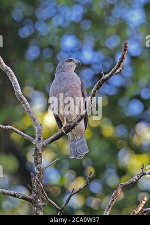 Ridgway's Hawk (Buteo ridgwayi) adult male perched on branch, endemic species  Los Haitises NP, Dominican Republic                   January 2014 Stock Photo
