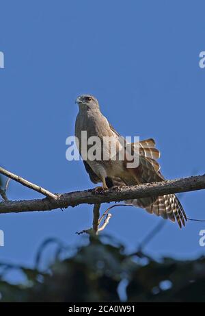 Ridgway's Hawk (Buteo ridgwayi) adult male perched on branch wing scratching, endemic species  Los Haitises NP, Dominican Republic                   J Stock Photo
