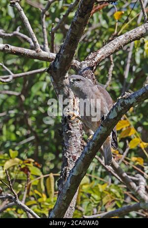 Ridgway's Hawk (Buteo ridgwayi) adult male perched on branch scratching, endemic species  Los Haitises NP, Dominican Republic                   Januar Stock Photo