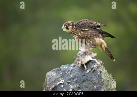 Peregrine falcon (Falco peregrinus), also known as the peregrine and historically as the duck hawk in North America Stock Photo