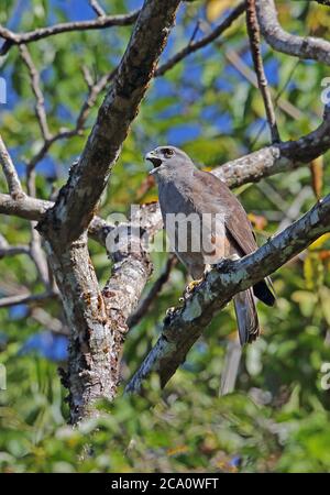 Ridgway's Hawk (Buteo ridgwayi) adult male perched on branch calling, endemic species  Los Haitises NP, Dominican Republic                   January 2 Stock Photo