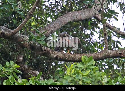 Ridgway's Hawk (Buteo ridgwayi) pair mating, endemic species  Los Haitises NP, Dominican Republic                   January 2014 Stock Photo