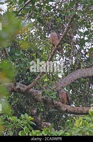 Ridgway's Hawk (Buteo ridgwayi) pair perched in tree (male above)  Los Haitises NP, Dominican Republic                   January 2014 Stock Photo