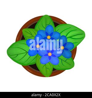 Flower in pot isolated on white background. Fresh bloom violet flower with green leaves in flowerpot. House plant top view. Stock vector illustration Stock Vector