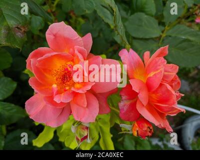 orange-pink two rose flowers against the background of green leaves Stock Photo