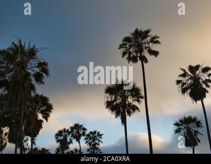 Big palm trees and a blue sky with clouds shortly after sunset Stock Photo