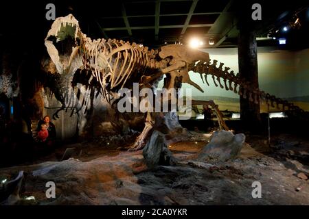 Stockholm, Sweden 20090709 The exhibition '4 billion years, about dinosaurs and the creation of the earth', at the Swedish Museum of Natural History in Stockholm.  Photo Jeppe Gustafsson Stock Photo