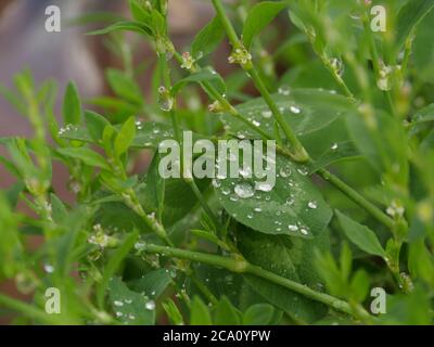 emerald drops of morning dew on green leaves of grass Stock Photo