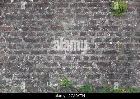 old grey desaturated brick wall background with green plants coming out of it is a perfect design template with free space for text and elements Stock Photo
