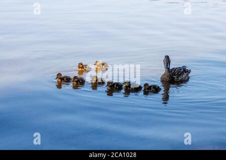 Duck family swimming in the water Stock Photo