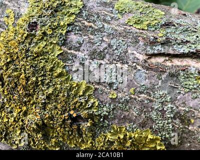 Wood and moss texture. Old moss on the bark of a walnut tree Stock Photo