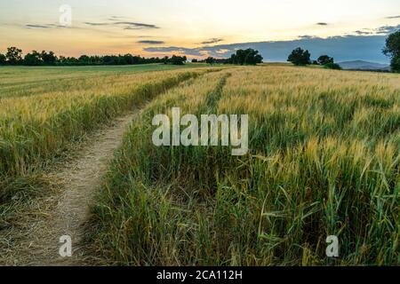 Horizontal hdr image of a path over a wheat field during sunset.
