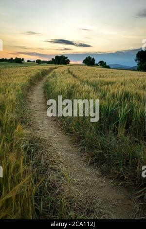 Vertical hdr image of a path over a wheat field during sunset. Stock Photo