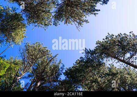 Upside down view of the canopy of some trees on a sunny day. Stock Photo