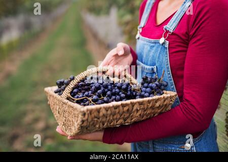 Unrecognizable woman holding grapes in vineyard in autumn, harvest concept. Stock Photo