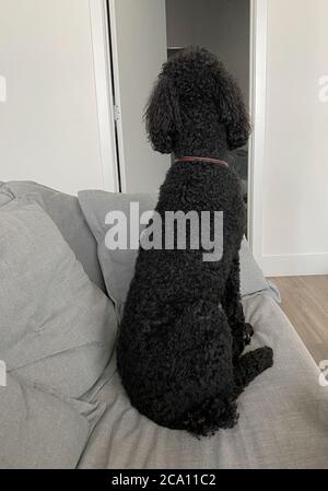 A purebred black standard poodle waiting sitting on a couch waiting for his human to come home. Stock Photo