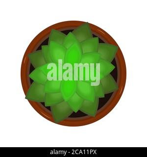 Flower in pot isolated on white background. Fresh green succulent flower with green leaves in flowerpot.House plant top view.Stock vector illustration Stock Vector