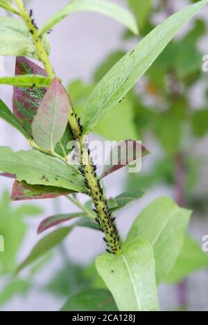 Black aphids on Xerochrysum bracteatum flower stem. Stock Photo