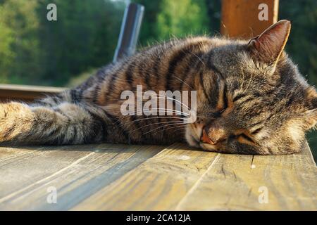 Cat is sleeping peacefully in the nature on a sunny day Stock Photo