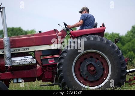 Farmer driving International Harvester Farmall model 1468 diesel Row Crop tractor Stock Photo