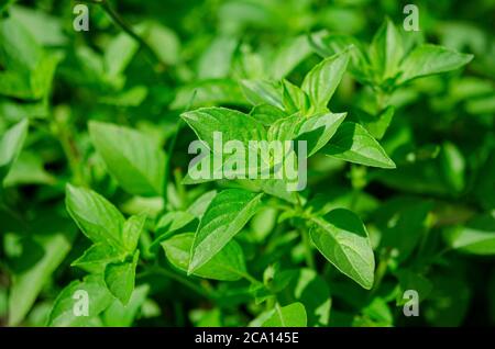 Organic fragrant green basil grows in an open-air garden Stock Photo