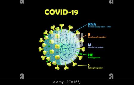 Corona Virus. Cross-sectional model of a coronavirus Covid-19 Stock Photo