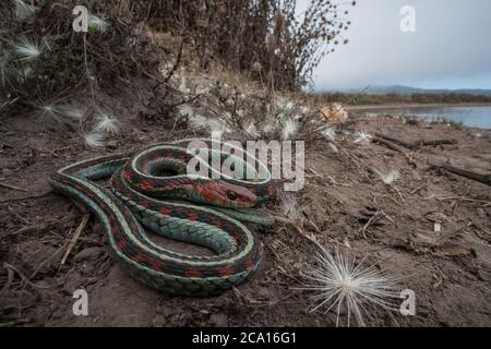 A california red sided gartersnake (Thamnophis sirtalis infernalis) basking alongside a cattle pond in Point Reyes National Seashore in CA. Stock Photo