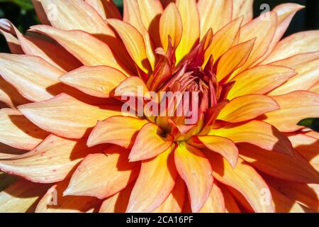 Autumn flowers, summer blossoming orange gerbera flower background ...