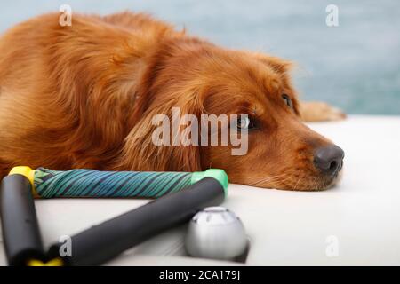Golden retriever dog laying on a boat deck. Stock Photo
