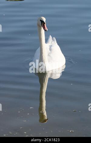 Mute Swan (Cygnus olor), River Thames, Hampton Court, East Molesey, Surrey, England, Great Britain, United Kingdom, UK, Europe Stock Photo