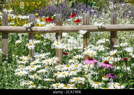 White Shasta daisy growing at garden fence hardy perennial flowers Scenic Plant Season Full bloom July Decorative bed Blooming Summer Cottage Garden Stock Photo