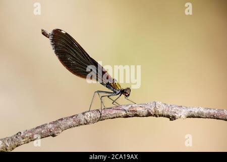 Adult female Beautiful Demoiselle, Calopteryx virgo, seen in profile Stock Photo